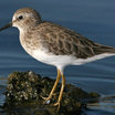 Least Sandpiper